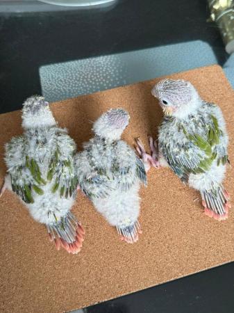 Image 5 of Hand reared green cheek conure