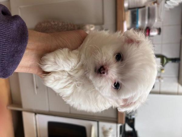 Image 4 of White Bichon and White Pomeranian Puppies in Leeds