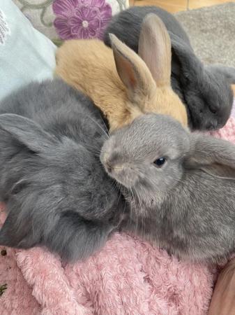 Image 3 of Indoor raised mini lops