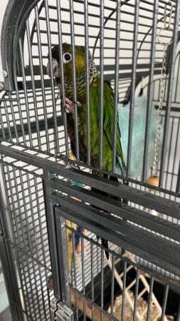 Image 3 of 15 month old green cheeked conure