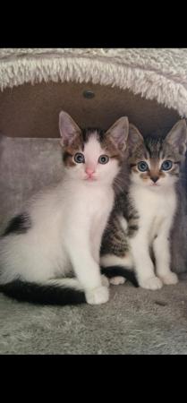 Image 1 of 4 month old Kittens for sale