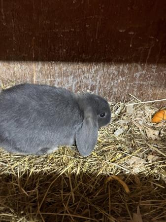 Image 2 of Georgeous baby lop eared rabbits