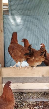 Image 1 of Point of lay British Blacktail brown hens for sale