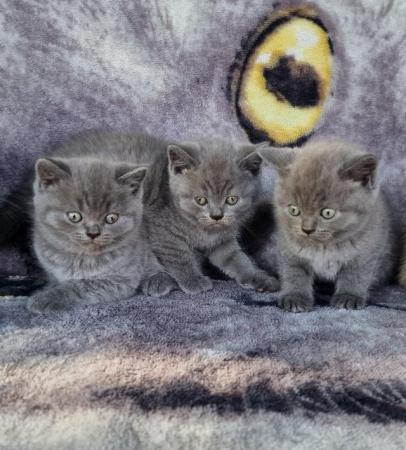 Image 4 of Amazing and Friendly British Shorthair Kittens for sale!!!