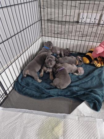 Image 3 of Litter of 7 french bulldogs