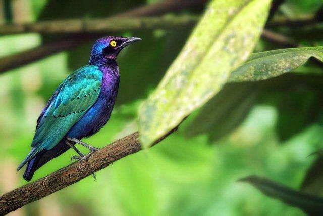 Image 5 of African Purple Glossy Starlings - Adult Pair - Aviary Birds