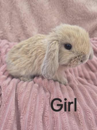 Image 6 of 6 baby mini lops available to reserve
