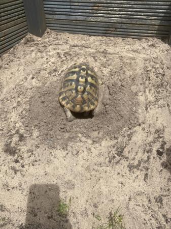 Image 8 of Hermann baby tortoise available