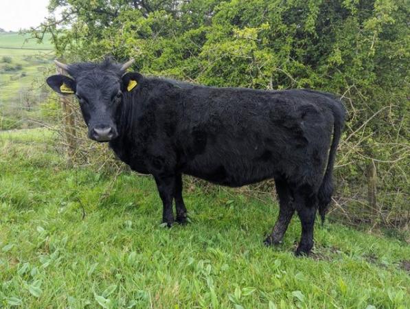 Image 2 of 11 month old Dexter heifers for sale