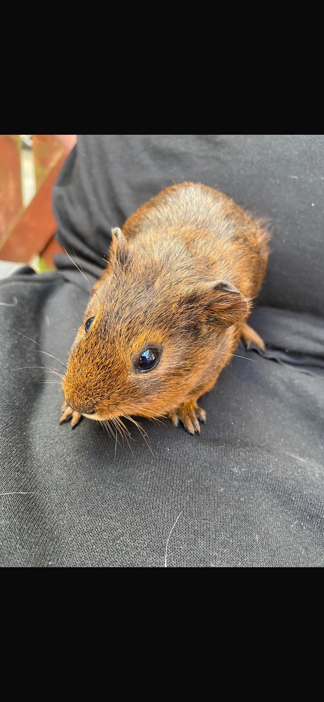 Preview of the first image of Male baby guinea pigs…...