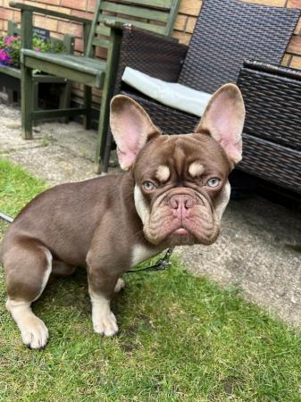 Image 4 of 8 month old French bulldog