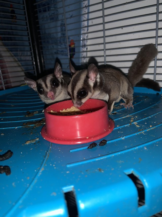 Preview of the first image of 2 sugar glider females for sale.