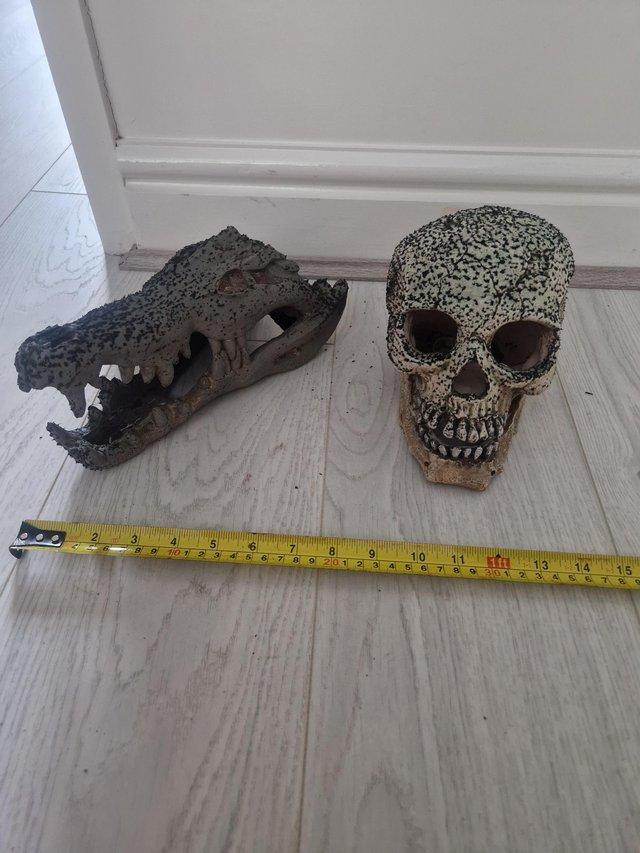 Preview of the first image of Aquarium Gator Skull & Skull.