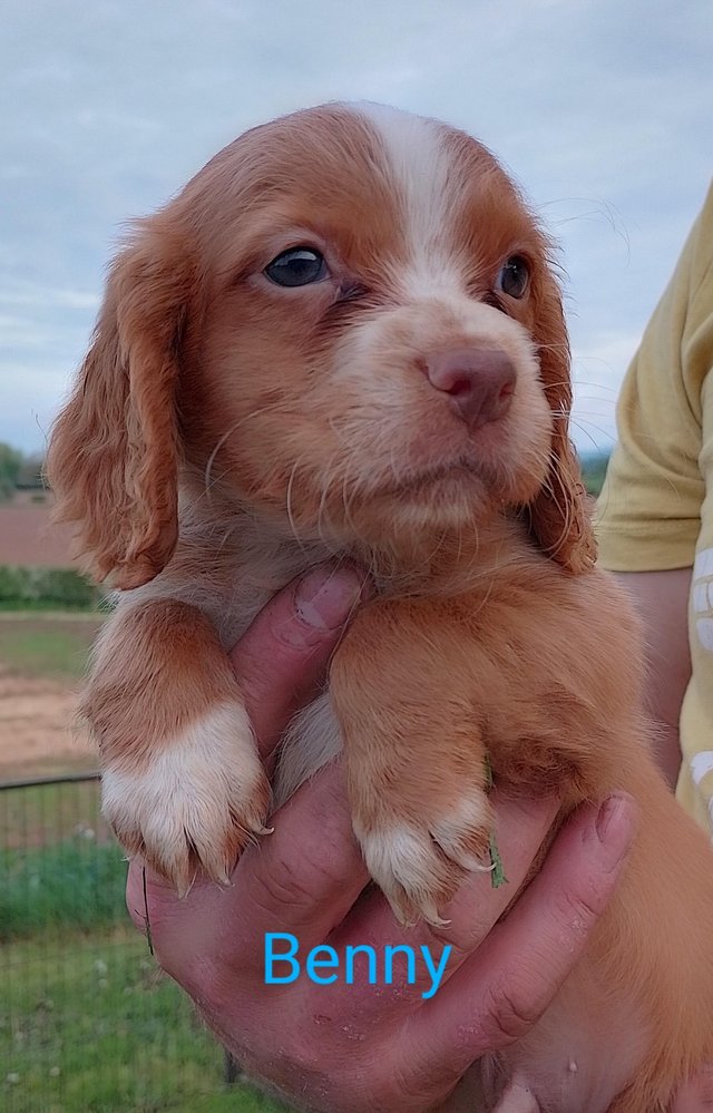Preview of the first image of Working cocker spaniel puppies.