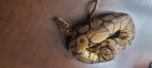 Image 17 of Full collection of ball pythons and racking