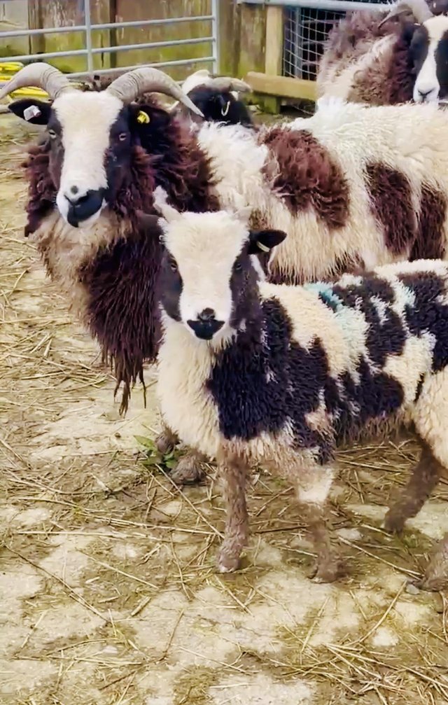 Preview of the first image of Registered Jacob ewe with female lamb.
