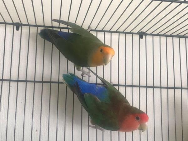 Image 3 of 3 young peach face green and red colour love birds
