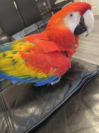 Image 4 of Super Silly Tame Female Scarlett Macaw