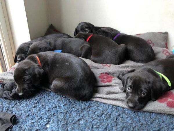 Image 11 of 6 weeks old black Labrador puppies