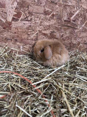 Image 1 of Mini lop baby rabbits bunnies