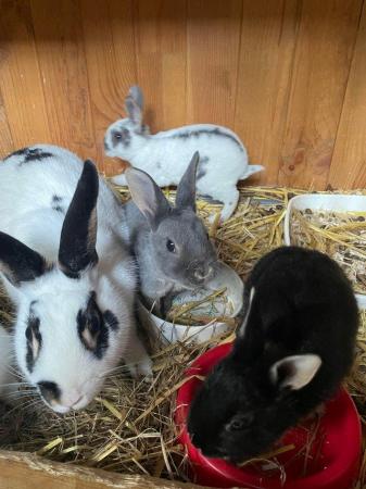 Image 2 of Standard and Part Bred Rex Bunnies Available