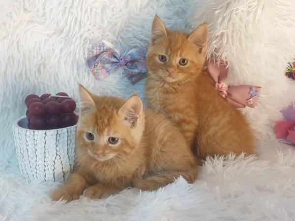 Image 6 of Maincoon x British stunning kittens very fluffy ready now