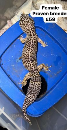 Image 12 of Reduced - leopard geckos for sale
