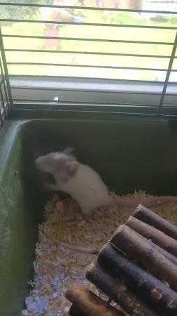 Image 3 of 14 week old baby female rats for sale