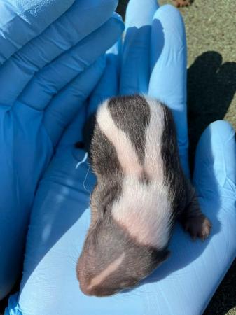 Image 4 of Adorable Baby Skunks available at 8 weeks