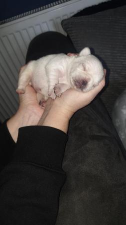 Image 7 of KC White Pug Puppy - One Female Left ?