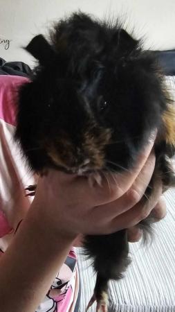 Image 4 of 5 month old boy guinea pig
