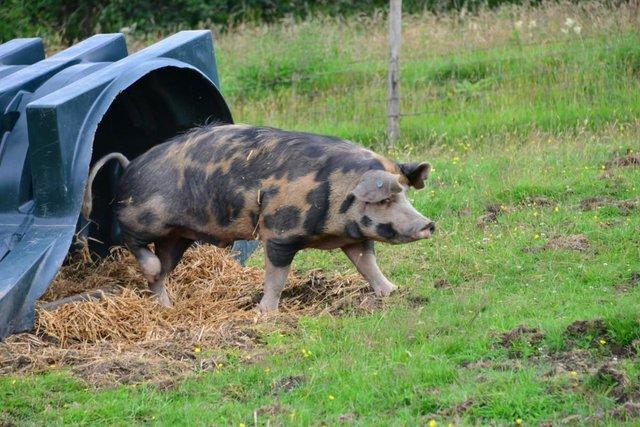 Preview of the first image of Proven, unregistered Oxford Sandy and Black boar for sale.