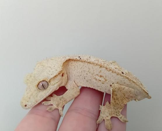 Image 1 of Light-Coloured Crested Gecko.