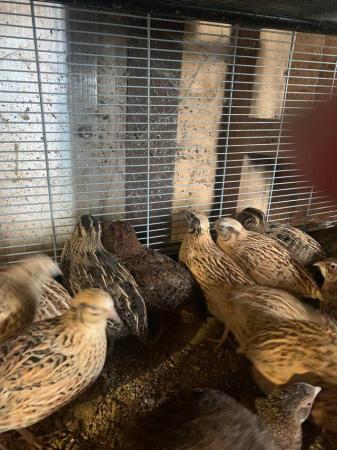 Image 3 of Male Coturnix Quail for sale in Bolton