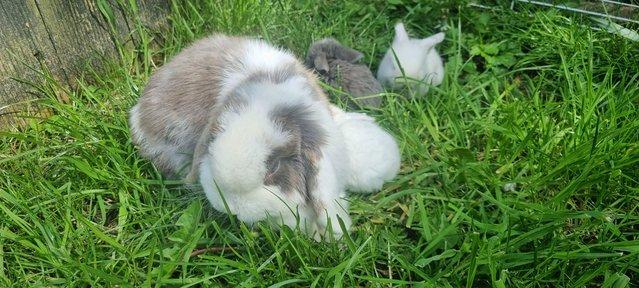 Image 7 of available in 6 weeks pure breed mini lop rabbits