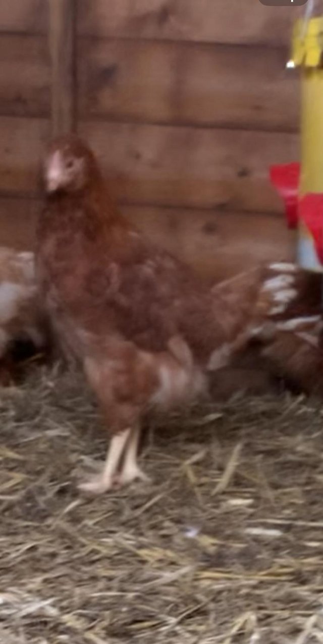 Preview of the first image of Young Chickens, born 1 Feb 2024.