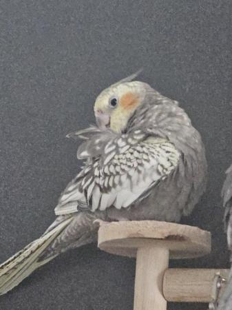 Image 3 of Beautiful male pearl cockatiel for sale