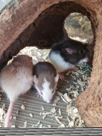 Image 2 of (A.R.R.C) Male and female rats ready for new homes now