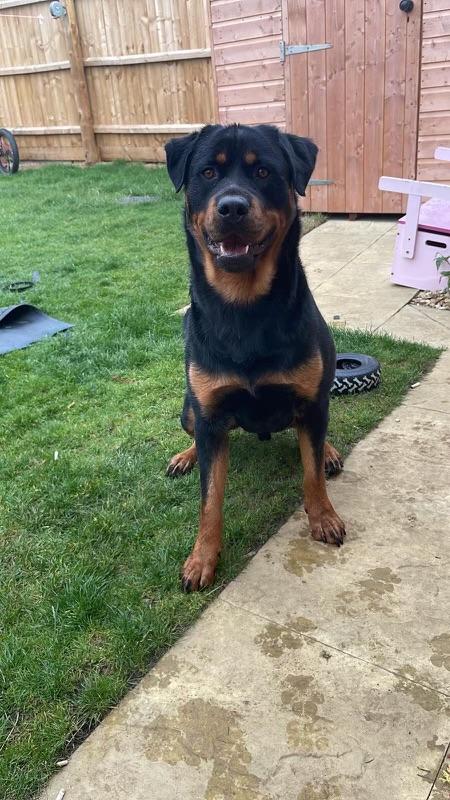 Preview of the first image of 2 year old male Rottweiler.