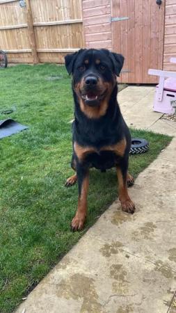 Image 1 of 2 year old male Rottweiler