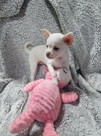 Image 12 of Pure breed Chihuahua puppies (All found new homes)