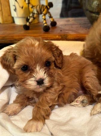 Image 5 of Cavapoo 1st cross dna health tested parentsready now