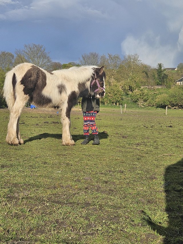 Preview of the first image of Summers meadow surprise sept2023 traditional cob filly.