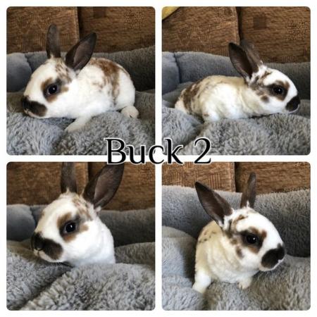 Image 3 of *2 LEFT* baby mini rex rabbits ready to reserve