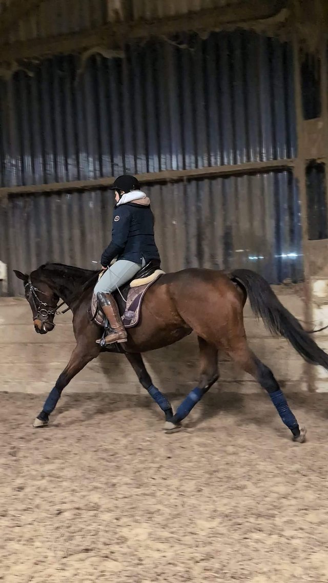 Preview of the first image of 9yo thoroughbred mare for share.