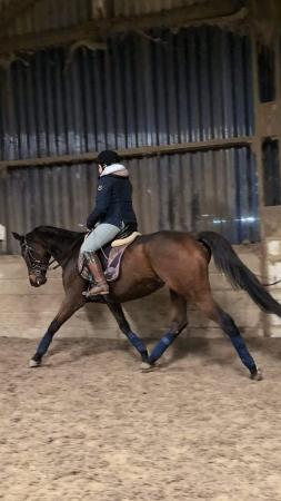 Image 1 of 9yo thoroughbred mare for share