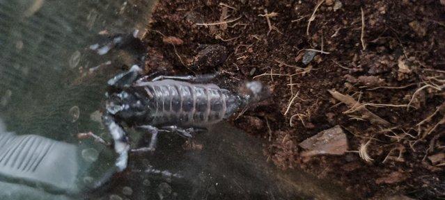 Image 2 of Asian blue forest scorpion