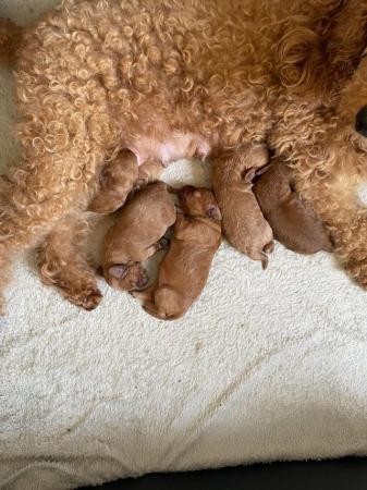 Image 3 of pure cavapoo health tested KC parents