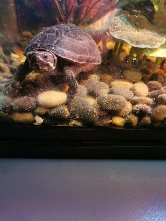 Preview of the first image of 2 Musk Turtles with or without Complete set up.