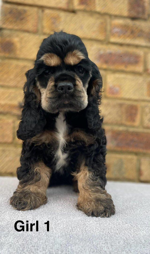 Preloved cocker clearance spaniel puppies